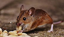 24 Hour & Emergency Exterminators in Syringa, VA